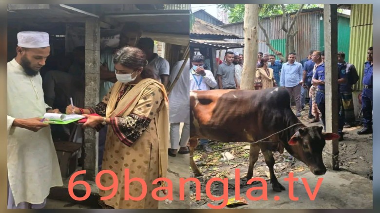 এলেঙ্গা কাঁচাবাজারে অসুস্থ গরু জবাইয়ের অভিযোগে জরিমানা