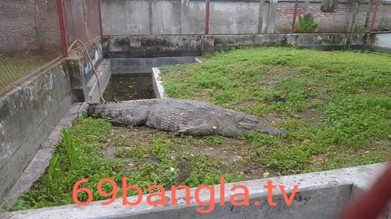 ১৯ দিনেও খাবার মুখে তোলেনি খানজাহান আলী দিঘির সেই কুমির