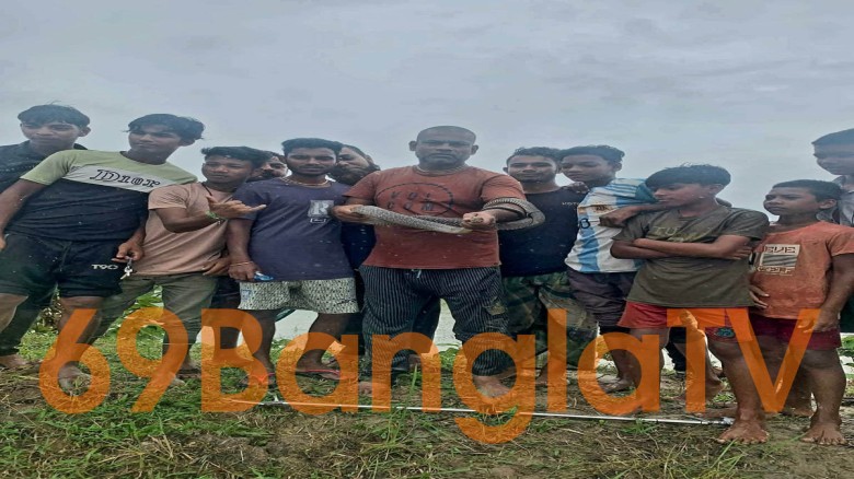শ্রীমঙ্গলে দাড়াইশ সাপ উদ্ধার