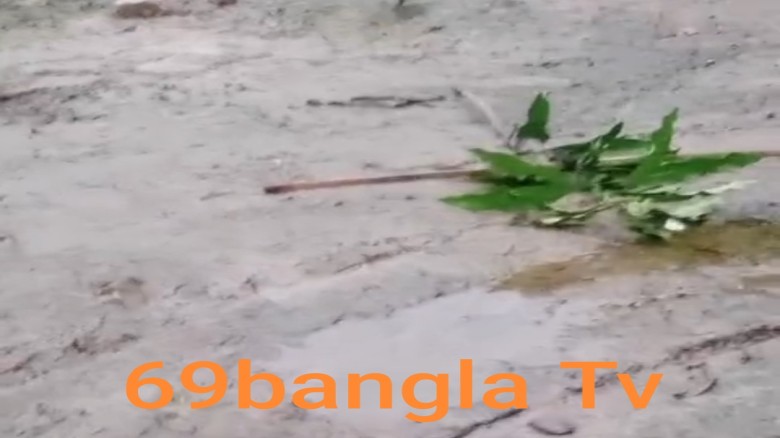 বাগানের ৩০ টি আমগাছ কেটে নেওয়ার অভিযোগ \ ৩ লাখ টাকার ক্ষতি